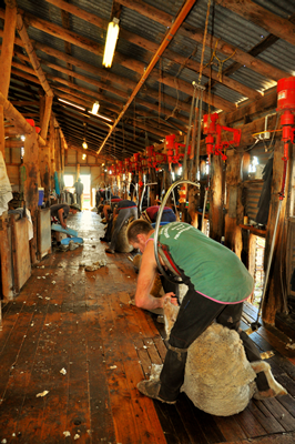 Steam Plains Shearing 022671  © Claire Parks Photography 